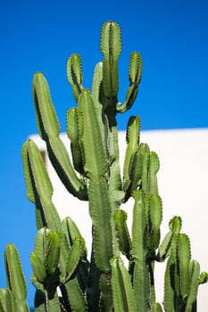 Rethymon. Close up of a huge cactus and a typical white house in the blurred background, Crete, Greece 2013.