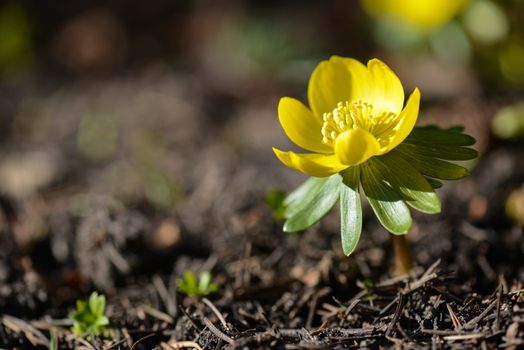 One plant of winter aconite, Eranthis hyemalis flowering in March