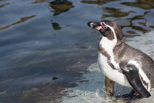 Humboldt penguin, Spheniscus humboldti, standing in front of water