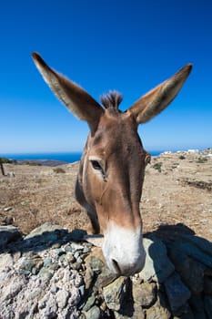 Close-up from a mule in the dry landscape of Folegandros, in the distance a glimpse of the beautiful aegean sea and the shoreline, Greece, 2013.