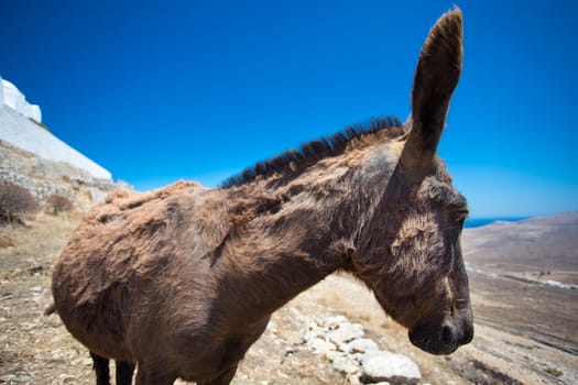 Close-up from a mule in the dry landscape of Folegandros, in the distance a glimpse of the beautiful aegean sea and the shoreline, Greece, 2013.