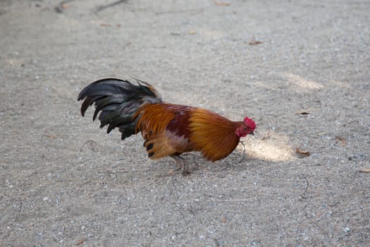 chicken searching for food on the ground