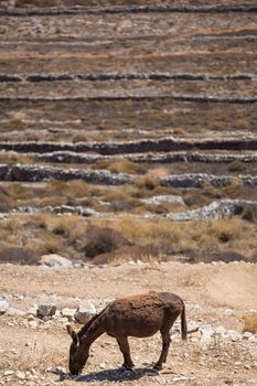 Close up from a mule eating of the dried land  at the shoreline of the peaceful aegean sea in Folegandros, Greece , 2013.