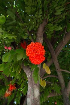 Rose of Venezuela on tree