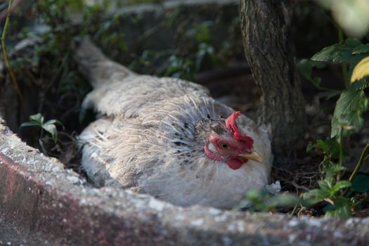 Female Chicken brood eggs in nature