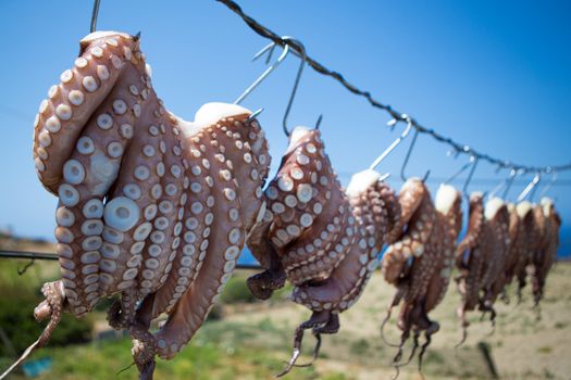 Oregano-rubbed octopus tentacles drying in the sun outside of seaside tavernas are a surprisingly common sight in Greece , traditional fishing in Greece,2013.