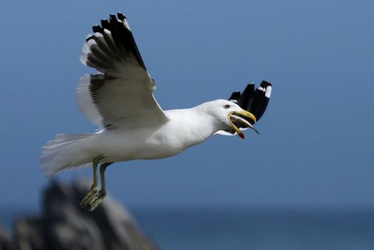 Kelp Seagull flying with afish in it's beak