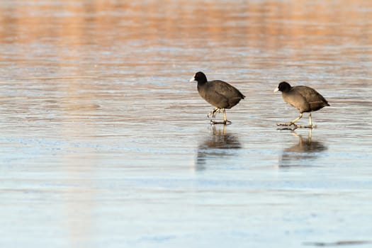 two birds ( common coots, fulica atra ) walking on ice