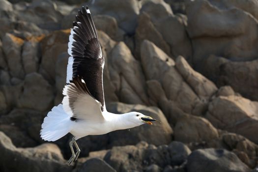 Kelp Seagull flying with afish in it's beak