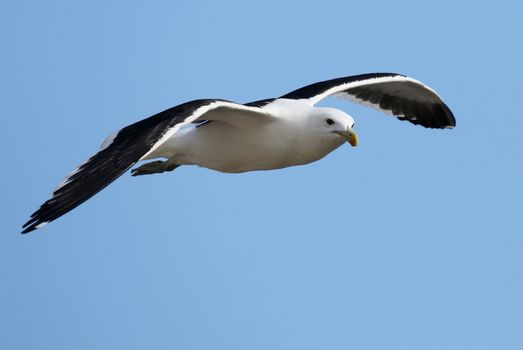 Graceful Kelp Seagull gliding on the ocean breeze