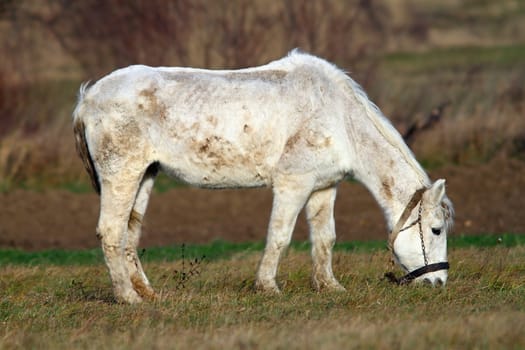 white horse grazing on meadow in the farm