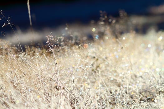 wild meadow on winter morning with rime on faded grass