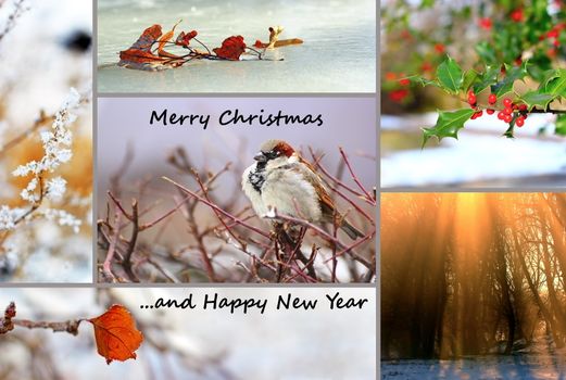 winter greeting card, collage with nature images for christmas and new year