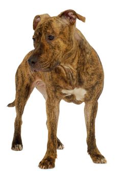 Staffordshire terrier dog standing on a clean white background
