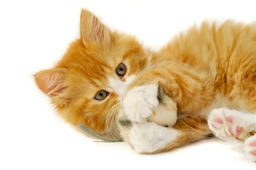 Sweet cat kitten is playing wity toy mouse