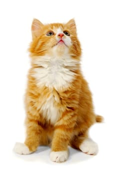 Red cat kitten is sitting on a white background