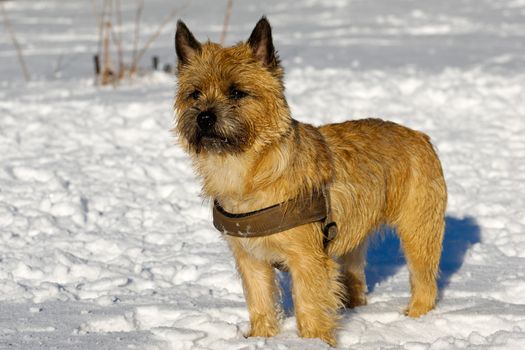 A dog is standing in the snow looking. The breed of the dog is a Cairn Terrier.