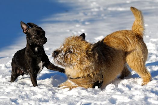 Dogs are playing in the snow. Motion blur. The breed of the dogs are a Cairn Terrier and the small dog is a mix of a Chihuahua and a Miniature Pinscher. 