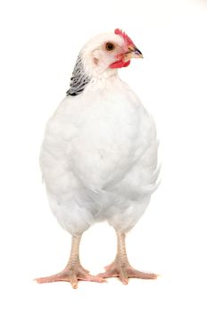 Chicken is standing and looking on a white background.