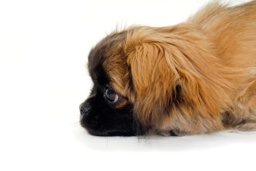 A sweet puppy dog is looking at something. Taken on a white background