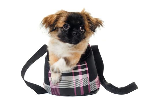 A sweet puppy in transportation bag. Taken on a white background