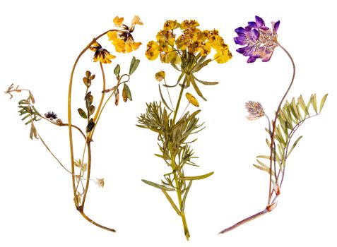 Set of wild alpine flowers pressed, isolated