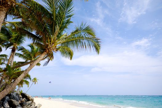 Exotic beach with palm and white sand with the coast in the background. Dominican Republic.