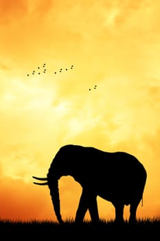 Elephant silhouette