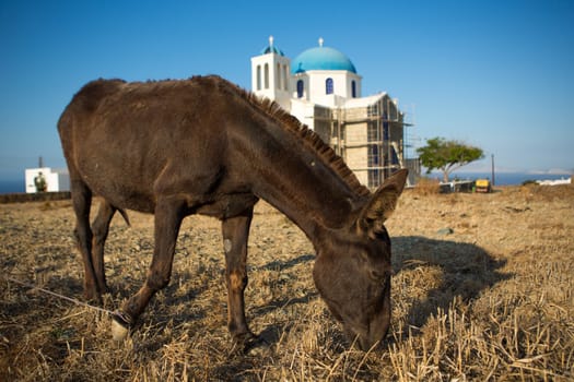 Mule  eating from the dried land at the shoreline, in the background one of the famous orthodox churches with there typical blue domes in Folegandros, Greece, 2013.