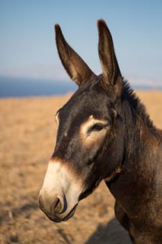 Close up from a mule's head, in the distance a glimpse of the beautiful aegean sea and the shoreline of Folegandros, Greece 2013.