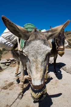 Close up from two working mules and there handmade and nicely decorated  eating bags. Mules are still working a lot and popular in Folegandros, Greece , 2013.