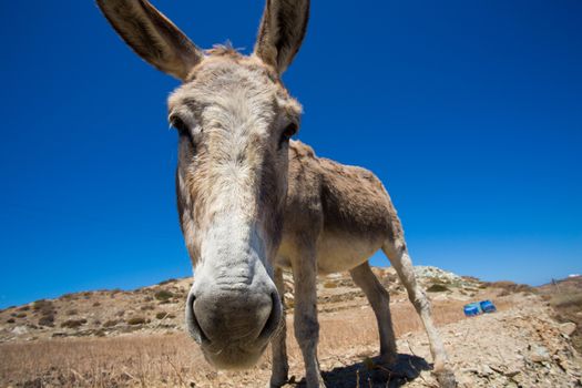 Funny close-up from a head of a mule. in the very dry hills of the shoreline of Folegandros, greece, 2013