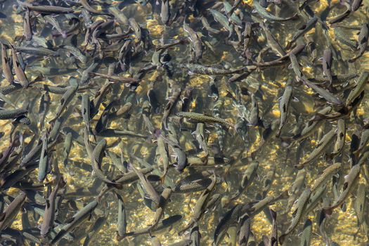 Many trouts in the tranquil cristal pond