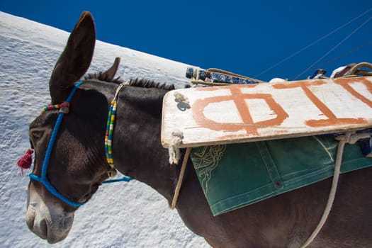 Close up of a donkey at work, wearing an advertising plate in greek taken in Oia, Santorini, Greece.