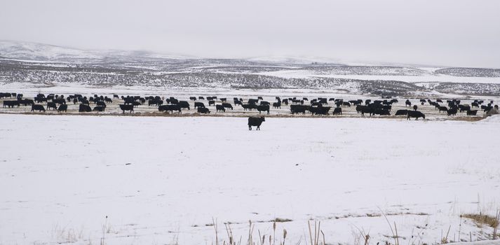 Black Cows show beautiful contrast against the white snow of a rural farm