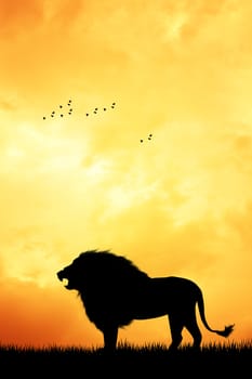 lion at sunset