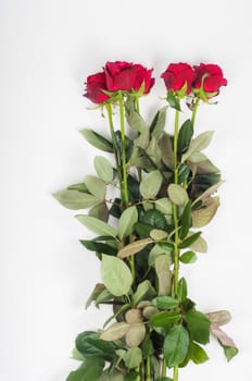 Fresh red roses, top view on the light background