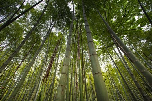 Bamboo forest in Hangzhou, view from above to the sky. China 2013.