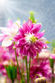 Aquilegia (common names: Granny's Bonnet or Columbine) is a perennial plants