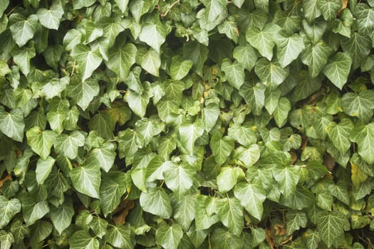 Climbing leaves texture detail on a wall