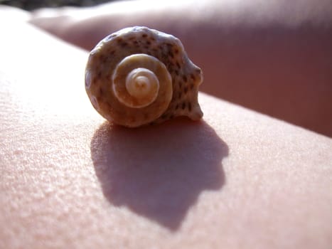 Shell laying on the skin of woman on the sunset