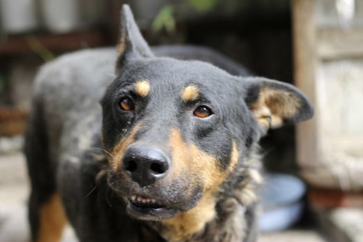 Portrait of mature dog sitting on the backyard