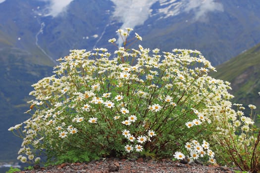 Caucasus mountain landscape and bush of camomiles