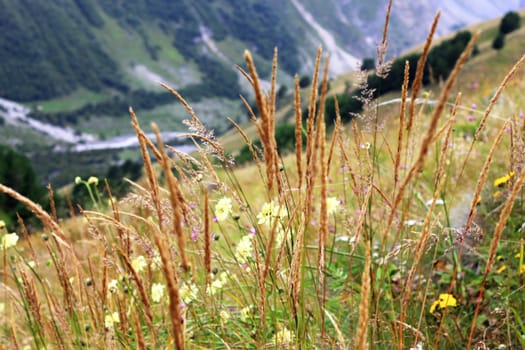 Ears of yellow grass growing on the meadow