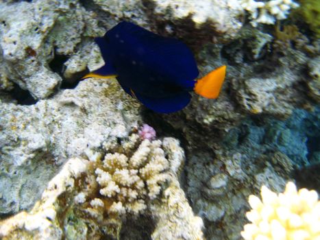 Tropical exotic fish in the Red sea. Zebrasoma xanthurum