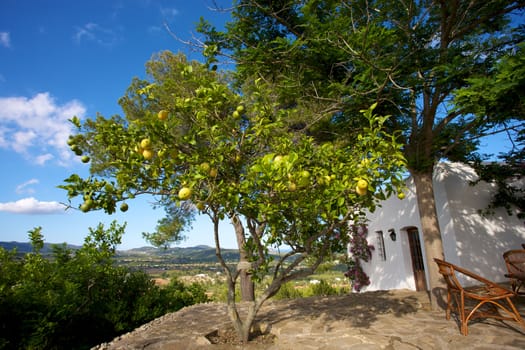 Mediterranean House in Ibiza and a lemon tree