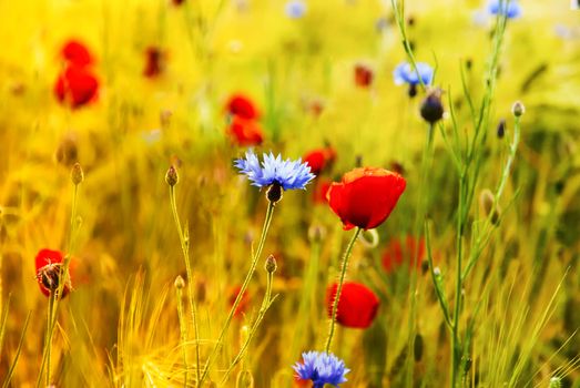 Red poppy on a green field