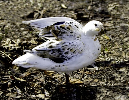 White Mallard but not albino