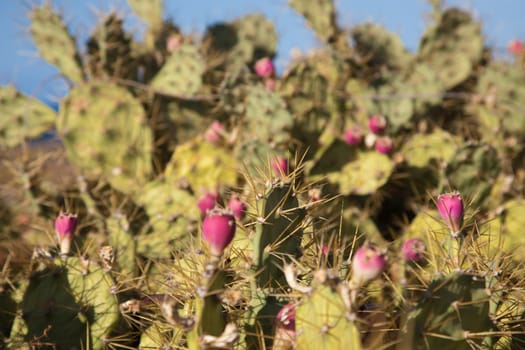 Detail of cactus with blue sky in Teneriffe island