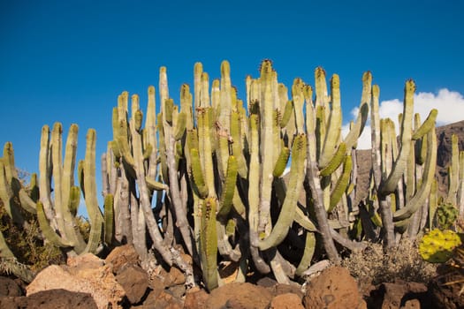 Detail of cactus with blue sky in Teneriffe island